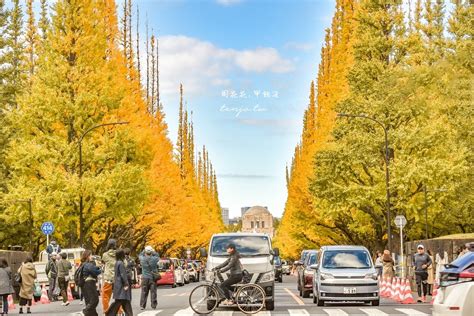 外銀杏|【東京景點推薦】明治神宮外苑銀杏林 季節限定金黃大道！最經。